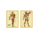 Planche cellophan�e les muscles superficiels du corps humain (a4 double)