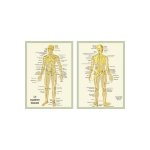 Planche cellophane le squelette humain (a4 double)