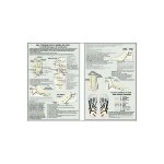 Planche plastifie les points d'acupuncture du pied (a4)