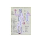 Planche plastifiée les points spéciaux en acupuncture (a4) Planche plastifiée les points spéciaux en acupuncture (a4)