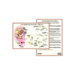 Planche plastifie les zones rflexes de l'oreille (a4)