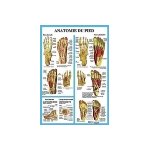 Poster plastifi anatomie du pied (a2)