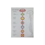 Poster plastifi chakras fond blanc (a2)