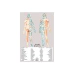 Poster plastifi le systme lymphatique (a2)