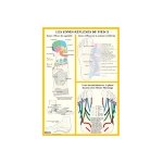 Poster plastifi les zones rflexes du pied ii (a2)