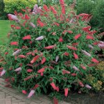 1 buddleia de david royal red arbuste À feuilles caduques plante de jardin rustique en pot 1 buddleia de david royal red arbuste À feuilles caduques plante de jardin rustique en pot