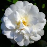 1 camélia du japon onetia holland arbuste buissonneux persistant plante robuste en pot 1 camélia du japon onetia holland arbuste buissonneux persistant plante robuste en pot
