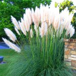 1 cortaderia selloana alba herbe de la pampa blanche pumila haute plumeuse dcorative