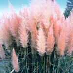 1 cortaderia selloana rosea herbe de la pampa rose pumila haute plumeuse dcorative