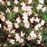 1 jasminum officinale jasmin commun arbuste  feuilles caduques plante de jardin en pot