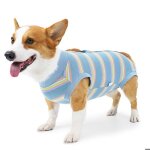 1 v�tement pour chiens de grande et moyenne taille. v�tements de r�cup�ration postop�ratoire pour st�rilisatio ...