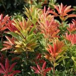 1 x andromede mountain fire arbuste a feuillage persistant plante en pot 1 x andromede mountain fire arbuste a feuillage persistant plante en pot