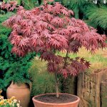 1 x erable du japon pourpre acer atropurpureum purple japanese maple tree plante de jardin arbustive ... 1 x erable du japon pourpre acer atropurpureum purple japanese maple tree plante de jardin arbustive ...
