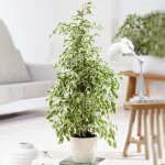 1 x ficus starlight en promo plante en pot cadeau pour maison ou bureau 30 - 40 cm