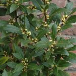 1 x laurier nobilis arbuste aromatique  feuilles persistantes baies de laurier plante herbace rustique ...