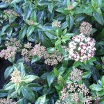 1 x viburnum eve price arbuste � feuilles persistantes plante r�sistante pour jardin en pot.