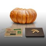 10 graines bio à semer - le grenier d abondance - courge musquee de provence - certifié ab - curcurbita ... 10 graines bio à semer - le grenier d abondance - courge musquee de provence - certifié ab - curcurbita ...