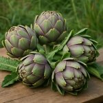 10 graines bio  semer - le grenier d abondance - artichaut cynara cardunculus imperial star bio
