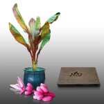 10 graines � semer - le grenier dabondance - bananier rose - musa velutina