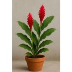 10 graines à semer - le grenier d abondance - gingembre sauvage rouge - renealmia alpinia 10 graines à semer - le grenier d abondance - gingembre sauvage rouge - renealmia alpinia