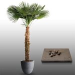 10 graines à semer - le grenier d abondance - palmier de chine - trachycarpus fortunei 10 graines à semer - le grenier d abondance - palmier de chine - trachycarpus fortunei