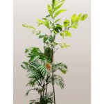 10 graines � semer - le grenier dabondance - palmier nain - chamaedorea pinnatifrons