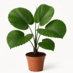 10 graines à semer - le grenier d abondance - palmier d ombre tropicale - licuala paludosa 10 graines à semer - le grenier d abondance - palmier d ombre tropicale - licuala paludosa