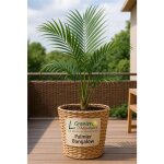 10 graines � semer - le grenier dabondance - archontophoenix cunninghamiana - palmier de bangalow