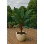 10 graines � semer - le grenier dabondance - musa mannii - bananier sauvage