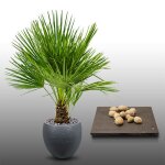 10 graines � semer - le grenier dabondance - palmier nain - chamaerops humilis