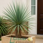 10 graines � semer - le grenier dabondance - yucca elata � yucca � ba�onnettes