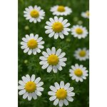 100 graines aromatiques � semer - le grenier dabondance - camomille romaine - chamaemelum nobile