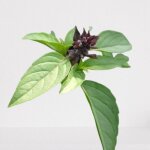 100 graines aromatiques � semer - le grenier dabondance - basilic r�glisse - ocimum basilicum