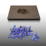 100 graines aromatiques  semer - le grenier d abondance - bourrache - borago officinalis