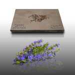 100 graines aromatiques � semer - le grenier dabondance - hysope officinale - hyssopus