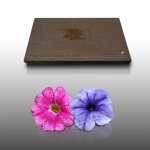 100 graines de fleurs � semer - le grenier dabondance - petunia - petunia