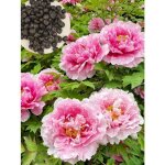 100 graines de pivoine graines de couleurs m�lang�es fleurs de pivoine plante ornementale adapt�e aux ...