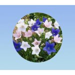 100 graines platycodon - fleur ballon - campanule  grandes fleurs - en mlange - plante vivace - massif ...