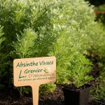 100 graines � semer - le grenier dabondance - absinthe vivace - artemisia absinthium