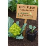100 graines � semer - le grenier dabondance - chou fleur romanesco - brassica oleracea