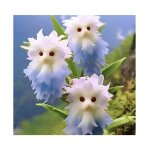 100 pcs graines dorchide chat rares graines dorchide chat graines de fleurs pour intrieur et extrieur ...