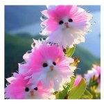 100 pcs graines dorchidée chat rares graines de fleur vivace non - ogm pour jardin extérieur balcon pots ... 100 pcs graines dorchidée chat rares graines de fleur vivace non - ogm pour jardin extérieur balcon pots ...