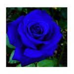 100 pi�ces graines de rose bleu rosiers � planter exterieur graines fleurs � semer graine de fleurs de ...