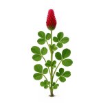 1000 graines � semer - le grenier dabondance - trefle incarnat - trifolium incarnatum