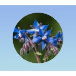 15 graines de bourrache officinale - fleurs comestible - borago officinalis 15 graines de bourrache officinale - fleurs comestible - borago officinalis