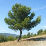 15 graines de pin dalep (pinus halepensis) - semisauvage permaculture - graines reproductibles 15 graines de pin dalep (pinus halepensis) - semisauvage permaculture - graines reproductibles