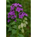 15 graines � semer - le grenier dabondance - lunaire monnaie du pape pourpre - lunaria annua