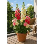 15 graines  semer - le grenier dabondance - rose trmire summer carnival - alcea rosea summer carnival ...