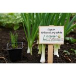 150 graines bio � semer - le grenier dabondance - oignon ishiikura long white - certifi� ab - allium ...