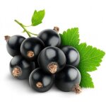 150 graines de cassis gant de boskoop (ribes negrum) - semisauvage permaculture